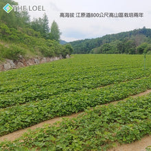 將圖片載入圖庫檢視器 The Loel - 韓國珍品全當歸100g (約2-3個) Korean Whole Angelica Gigas 100g (about 2-3 pieces)
